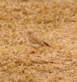 /album/some-overseas-trips/dunns-lark-near-eilat-jpg/